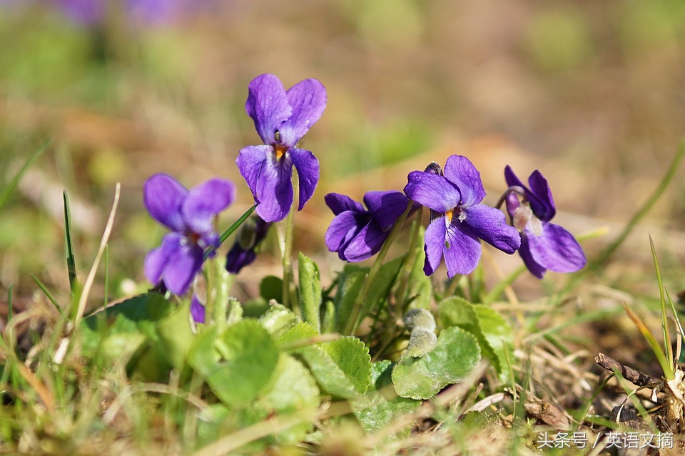 今生只爱你30集完整版,今生只爱你歌曲