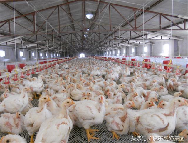 养鸡过程中常见问题及解答方案,鸡张嘴呼吸甩头是什么病