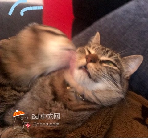 被哥哥一巴掌打哭妹妹,被哥哥温柔地扇了一巴掌