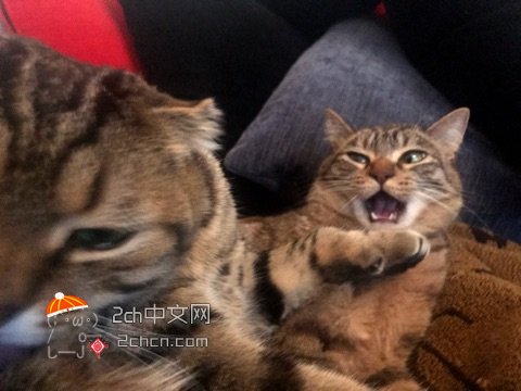 被哥哥一巴掌打哭妹妹,被哥哥温柔地扇了一巴掌