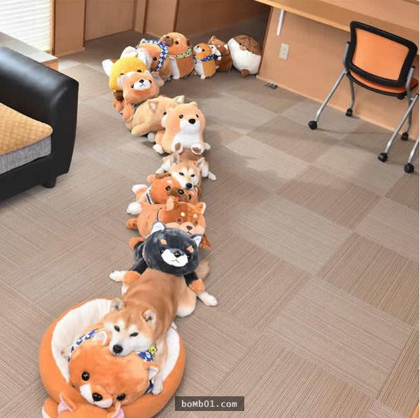 你能找出照片里藏着的柴犬吗？主人狂买狗狗玩偶多到柴犬茫然了！