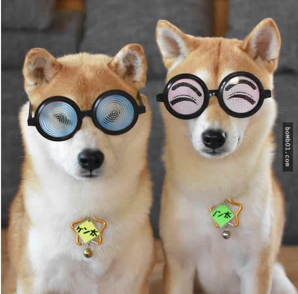 你能找出照片里藏着的柴犬吗？主人狂买狗狗玩偶多到柴犬茫然了！