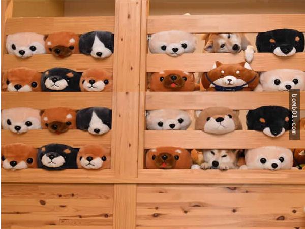 你能找出照片里藏着的柴犬吗？主人狂买狗狗玩偶多到柴犬茫然了！