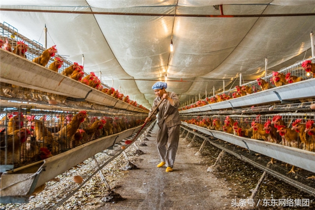 养鸡过程中常见问题及解答方案,鸡张嘴呼吸甩头是什么病