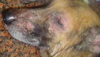 兽医常见病诊断与治疗,兽医治疗小狗