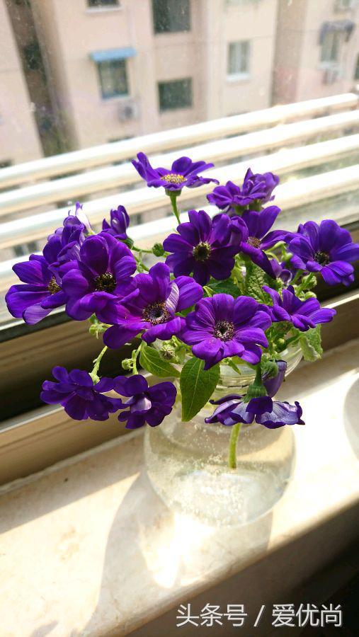 瓜叶菊怎么养才会爆盆视频,瓜叶菊见太阳晒蔫怎么办