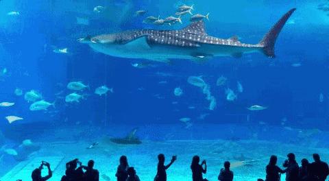 weekendescape,weekendescape什么意思