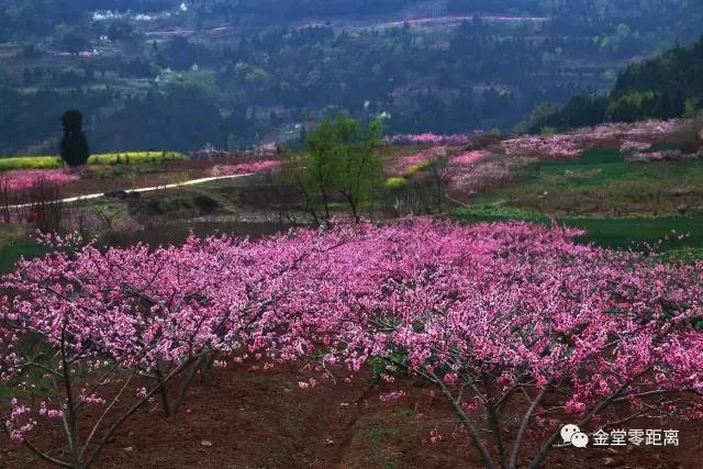 别再跟我抱怨金堂！2017，庆幸自己没离开！