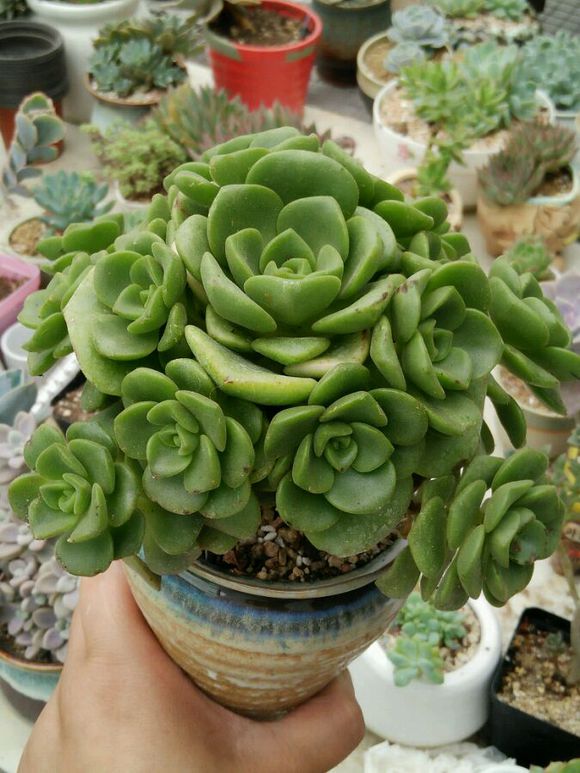 一股清香，一股青苹果香味的多肉植物百合丽丽，适合做多肉手捧花