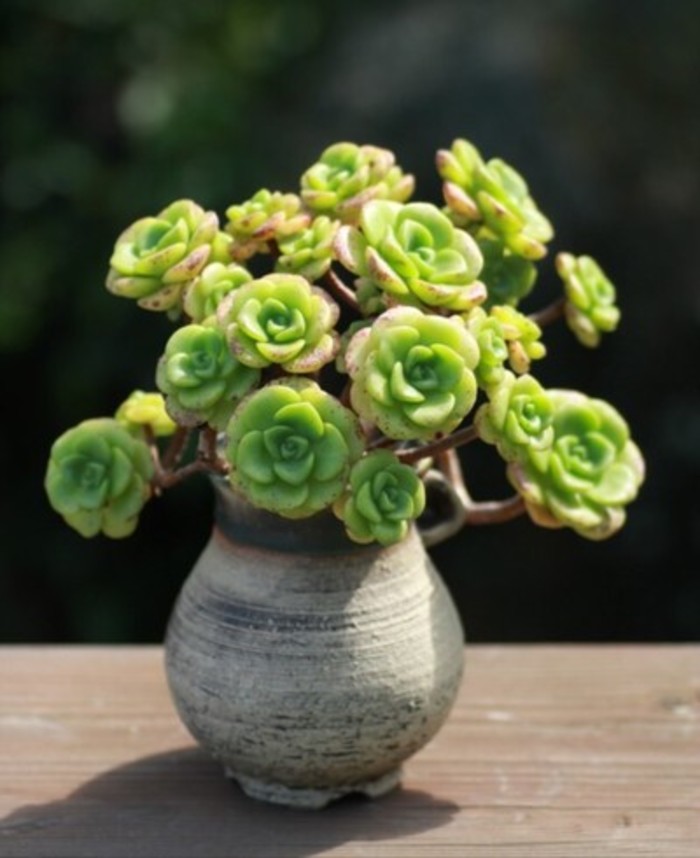 一股清香，一股青苹果香味的多肉植物百合丽丽，适合做多肉手捧花