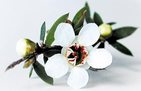 麦卢卡蜂蜜详细介绍,麦卢卡蜂蜜是蜂蜜里最好的吗