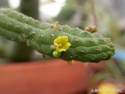 萝藦科多肉是什么颜色的,多肉植物之萝藦