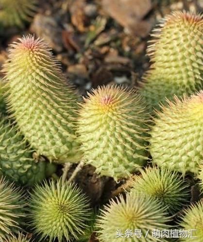 萝藦科多肉是什么颜色的,多肉植物之萝藦