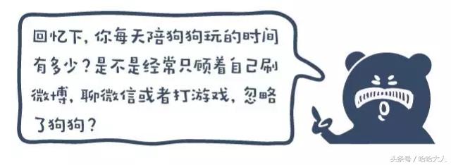 狗狗撕家怎么管教,狗狗撕家视频