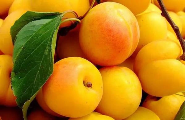 *疆新**优质水果大盘点，第四张你都没见过！