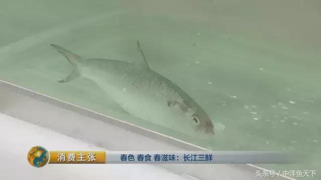 鲥鱼和刀鱼的鲜美,刀鱼鲥鱼河豚被称为长江三鲜