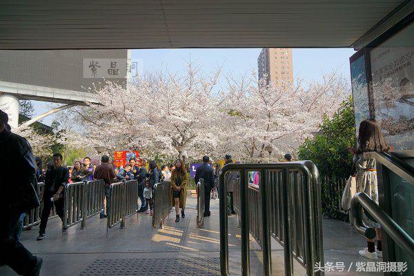上海看樱花公园,上海看樱花去同济大学