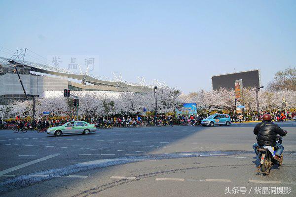 上海看樱花公园,上海看樱花去同济大学