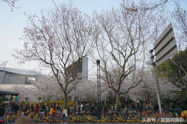 上海看樱花公园,上海看樱花去同济大学