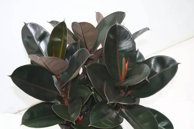 黑金刚橡皮树叶子有油,黑金刚橡皮树如何让叶子油亮