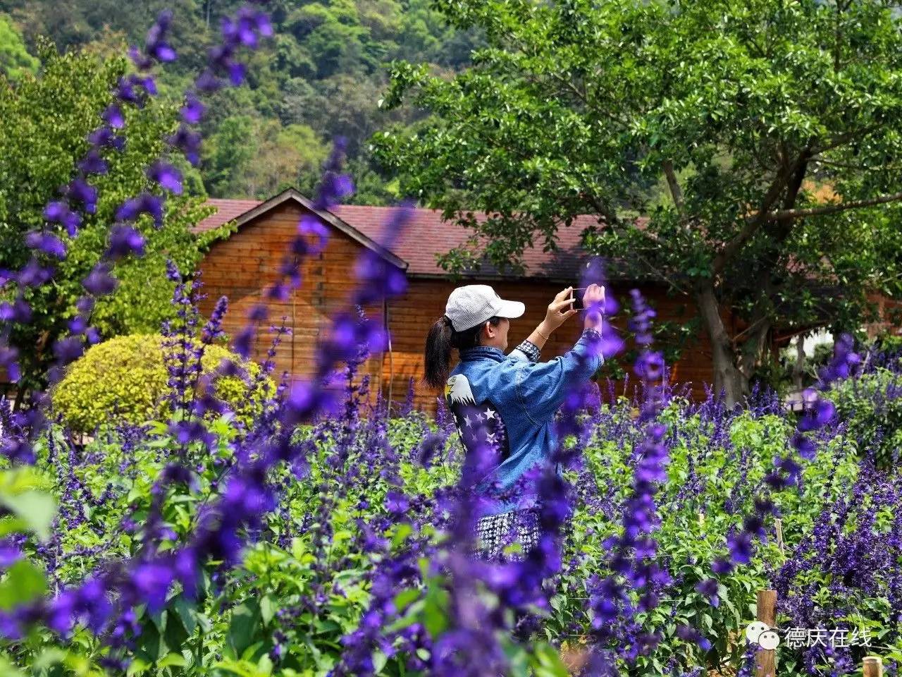不用去罗平也可以看油菜花,不用去日本也能看的樱花海