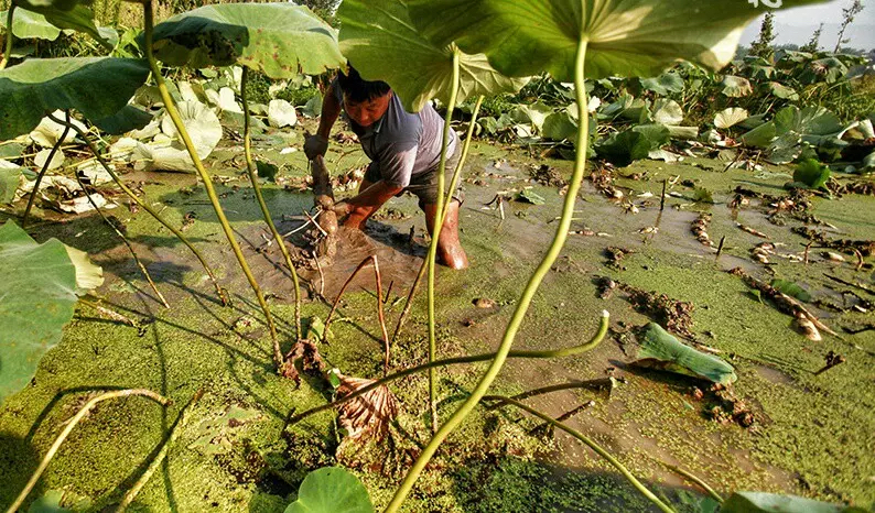 高产莲藕需掌握的种植方法,高产浅水莲藕新品种