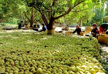 梨城库尔勒介绍,梨城库尔勒市