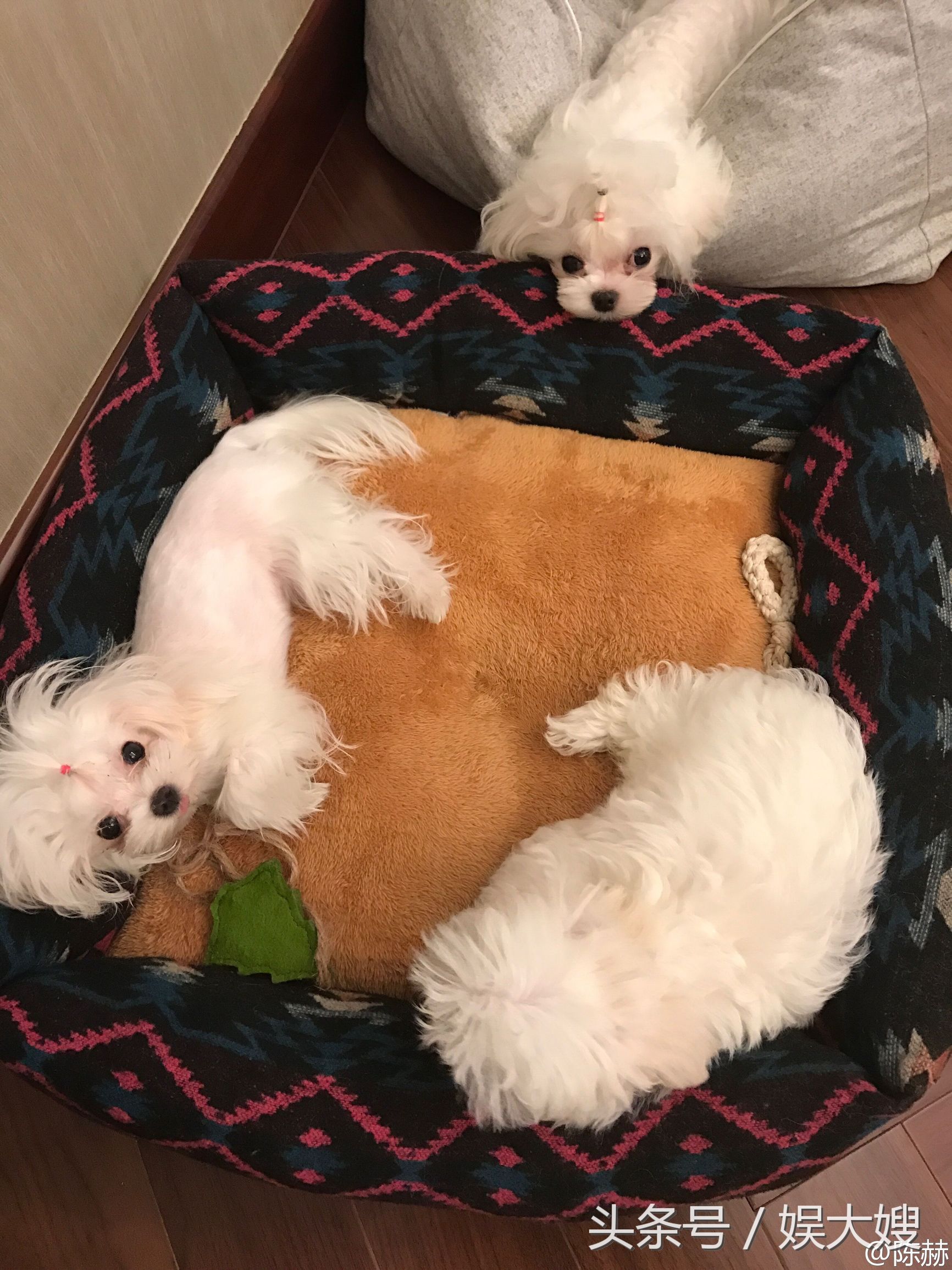 陈赫陪伴张子萱,陈赫首次和张子萱合体