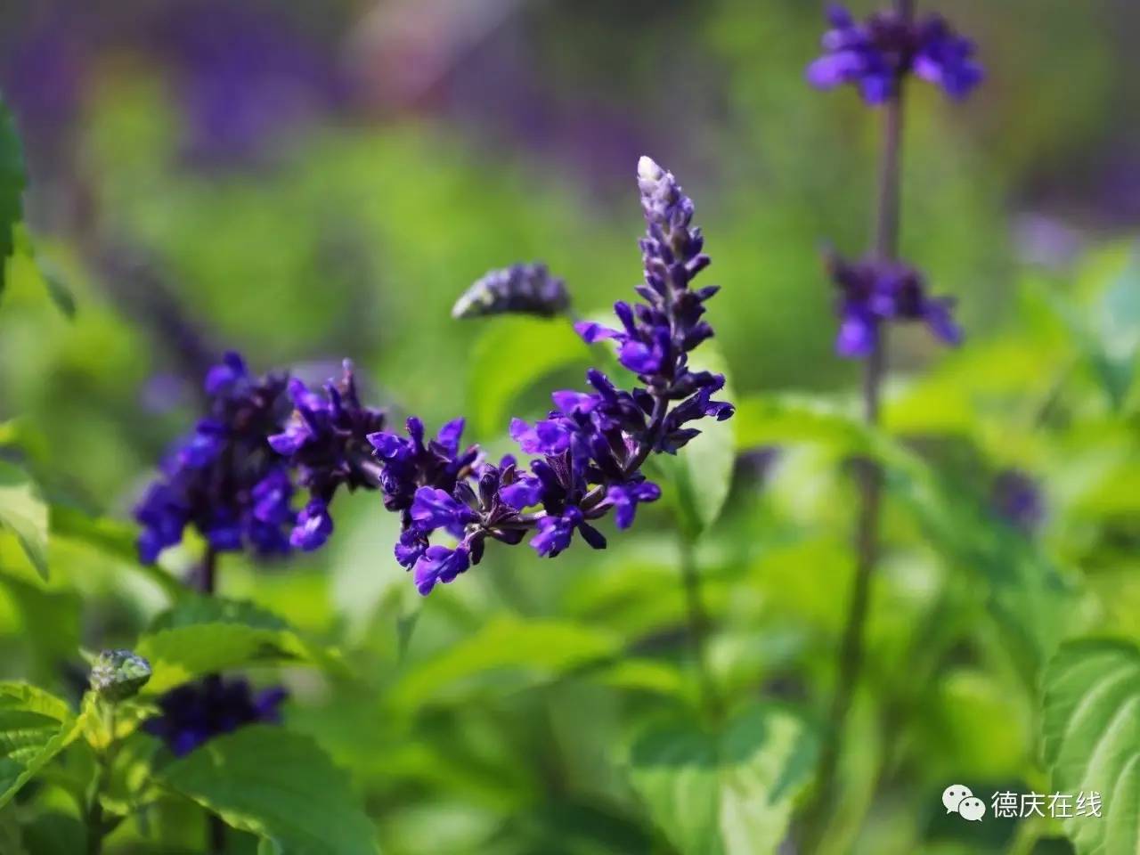 不用去罗平也可以看油菜花,不用去日本也能看的樱花海