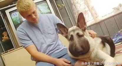 被蜜蜂蜇了的狗狗,被蜜蜂蜇的狗狗情头