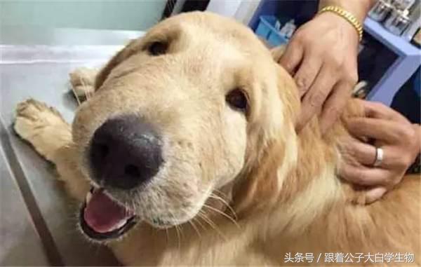 被蜜蜂蜇了的狗狗,被蜜蜂蜇的狗狗情头