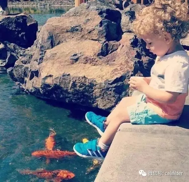 水中游动的活宝石,水中活宝石锦鲤视频