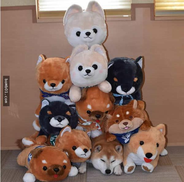 你能找出照片里藏着的柴犬吗？主人狂买狗狗玩偶多到柴犬茫然了！