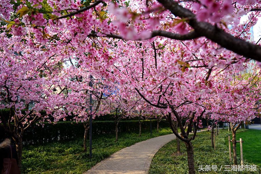 赏花回来脸上长痘,踏青赏花正当时花粉过敏怎么办