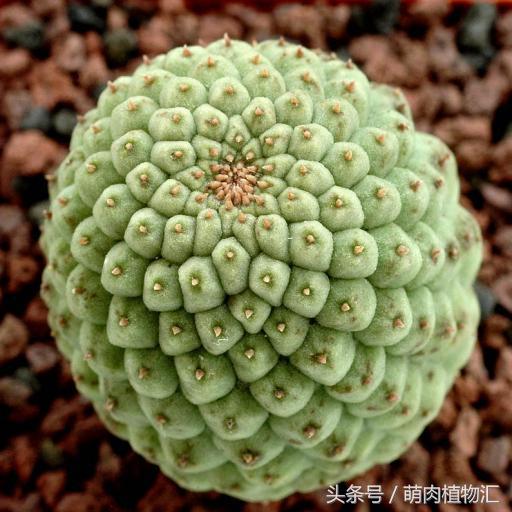 萝藦科多肉是什么颜色的,多肉植物之萝藦