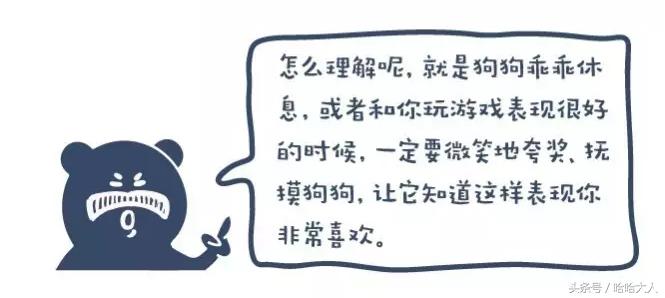 狗狗撕家怎么管教,狗狗撕家视频