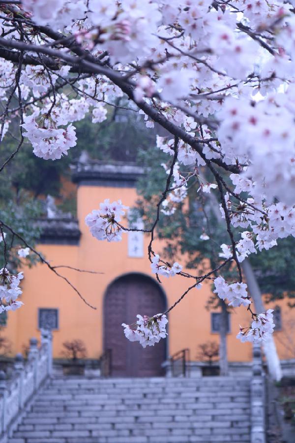 南京本周活动,南京春日周末踏青好去处