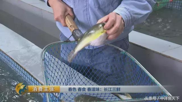 鲥鱼和刀鱼的鲜美,刀鱼鲥鱼河豚被称为长江三鲜