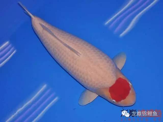 巨鲤手感如何,怎么选巨鲤