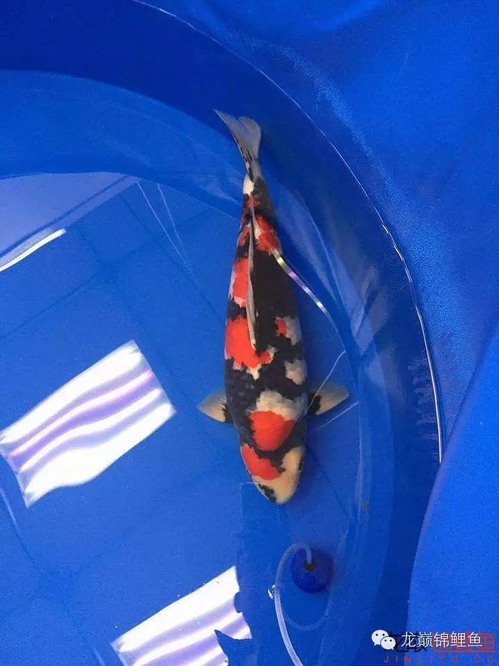 巨鲤手感如何,怎么选巨鲤