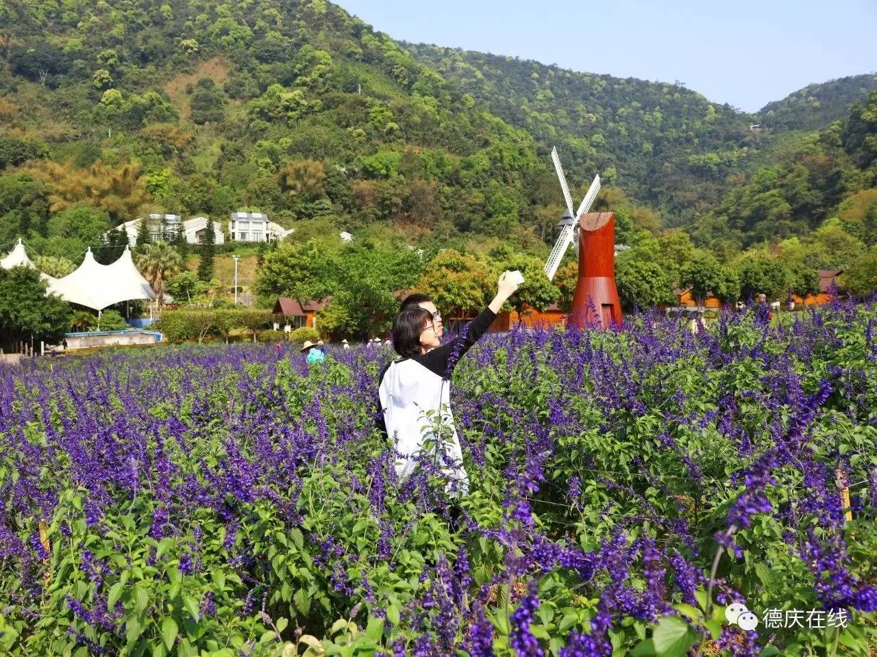 不用去罗平也可以看油菜花,不用去日本也能看的樱花海