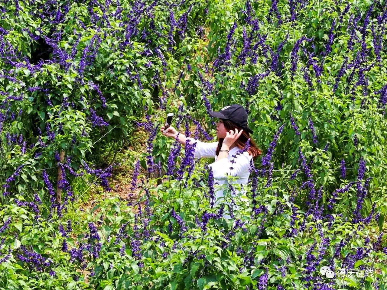不用去罗平也可以看油菜花,不用去日本也能看的樱花海