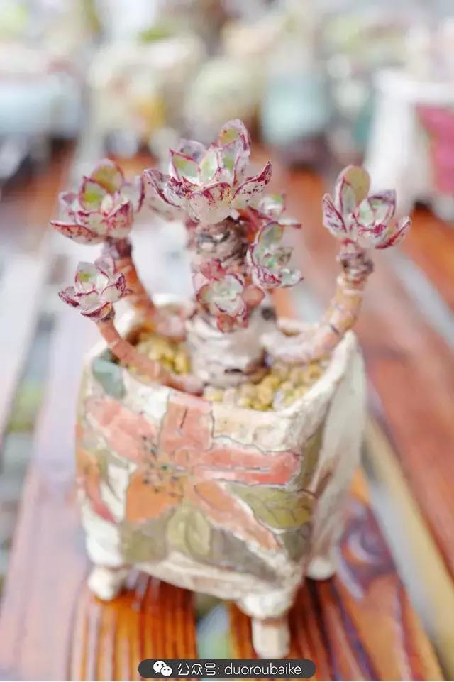 娇艳欲滴的多肉植物,春雨中多肉图片大全