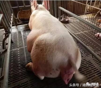 母猪啥时候产仔？老兽医掐指一算，就可以判断！