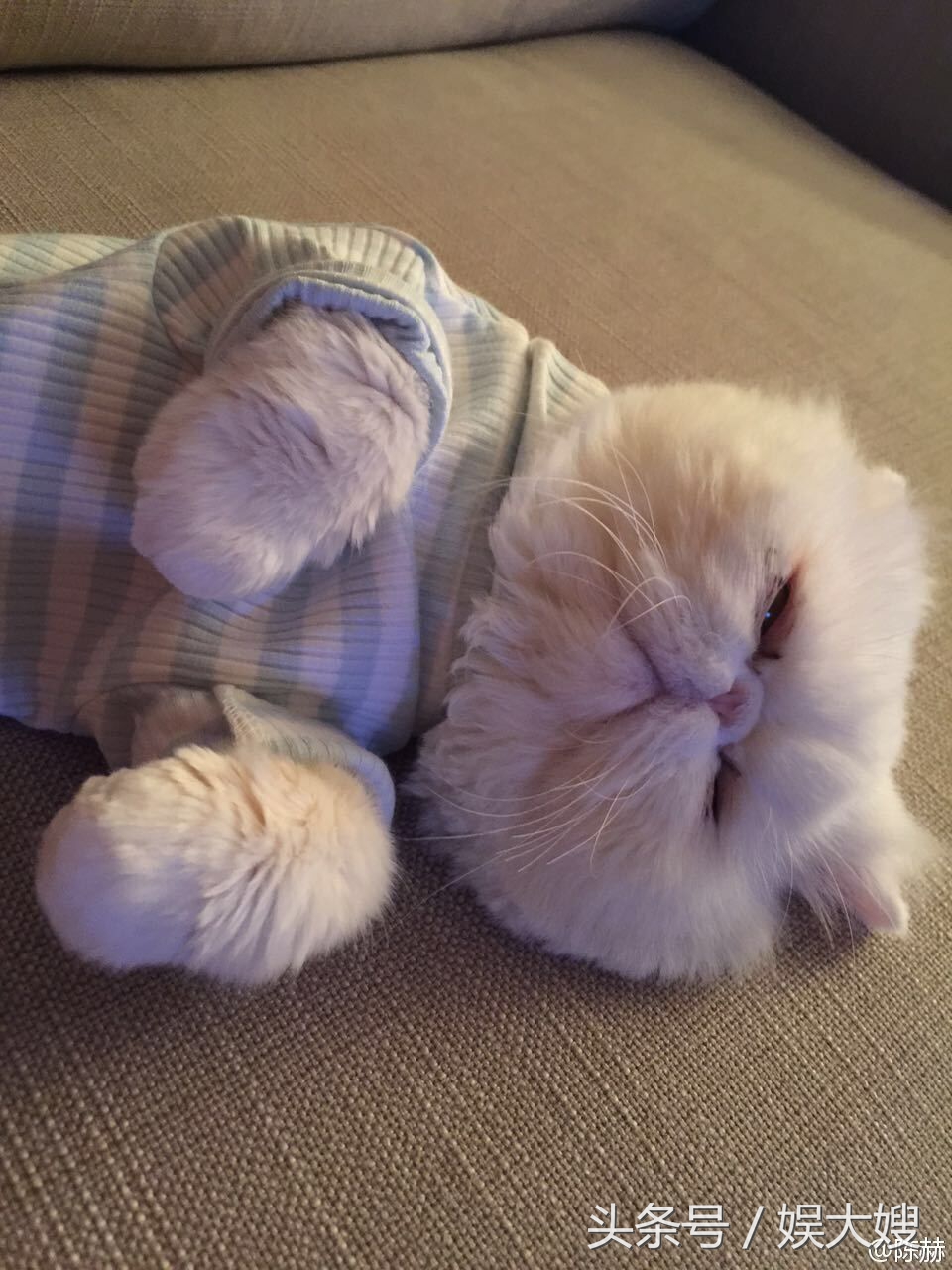 陈赫陪伴张子萱,陈赫首次和张子萱合体