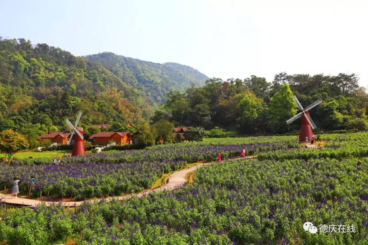不用去罗平也可以看油菜花,不用去日本也能看的樱花海