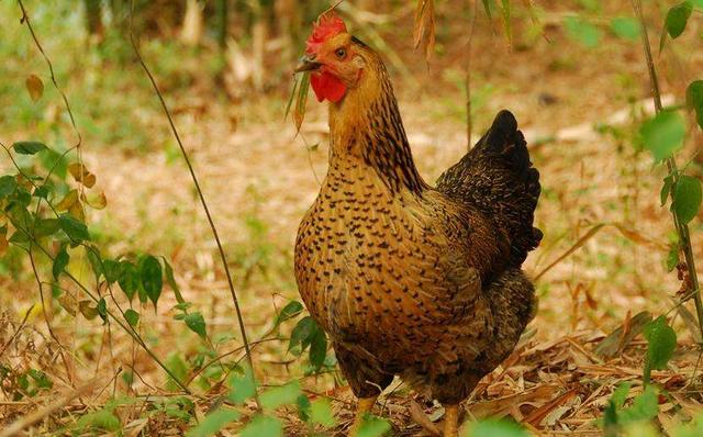 鸡啄肛的最佳解决方法,小鸡啄癖怎么治疗
