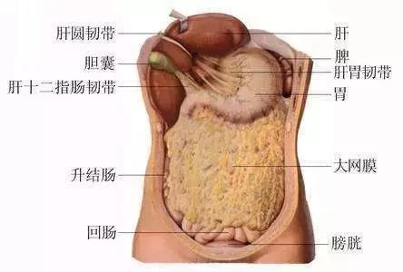 孕妇阑尾炎疼痛位置图,孕妇遭遇阑尾炎该怎么办