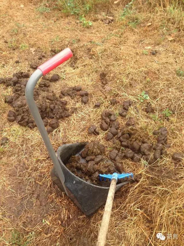 当90后都在为生活奔波还房贷，她却选择去法国农场铲马粪