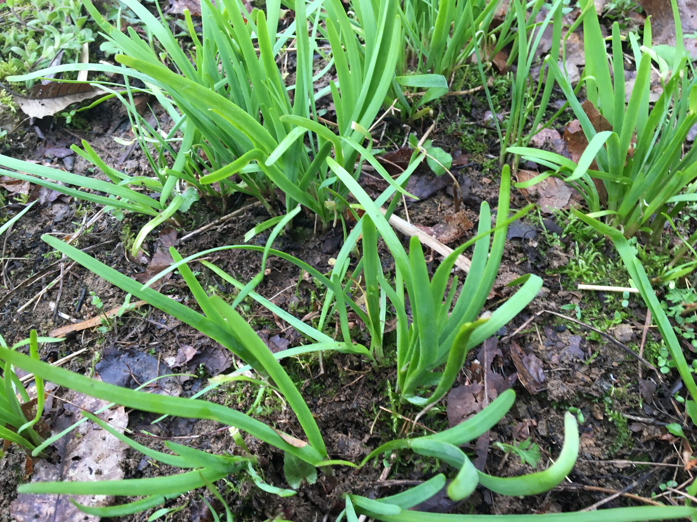 反胃恶心想吐便秘吃什么药,痔疮脱肛的民间特效药方